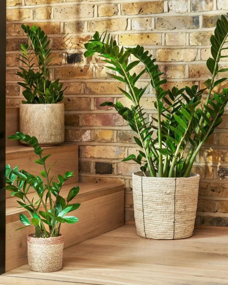 ZZ Plant (Zamioculcas zamiifolia)