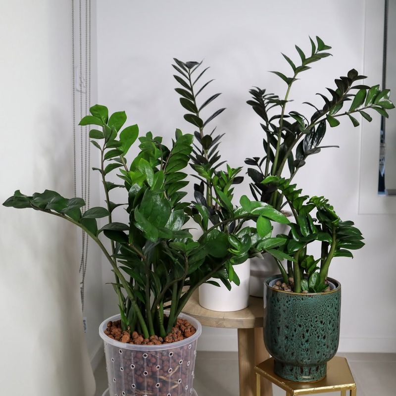 ZZ Plant: Drought-Tolerant Wonder