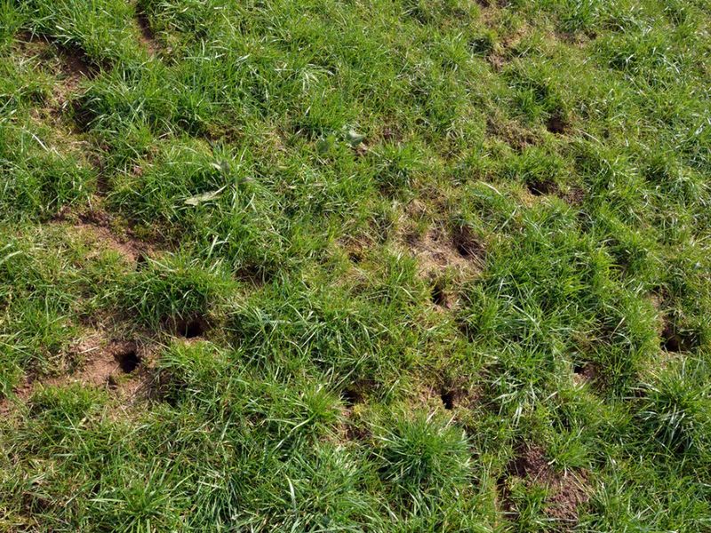 Unusual Holes And Burrows Everywhere