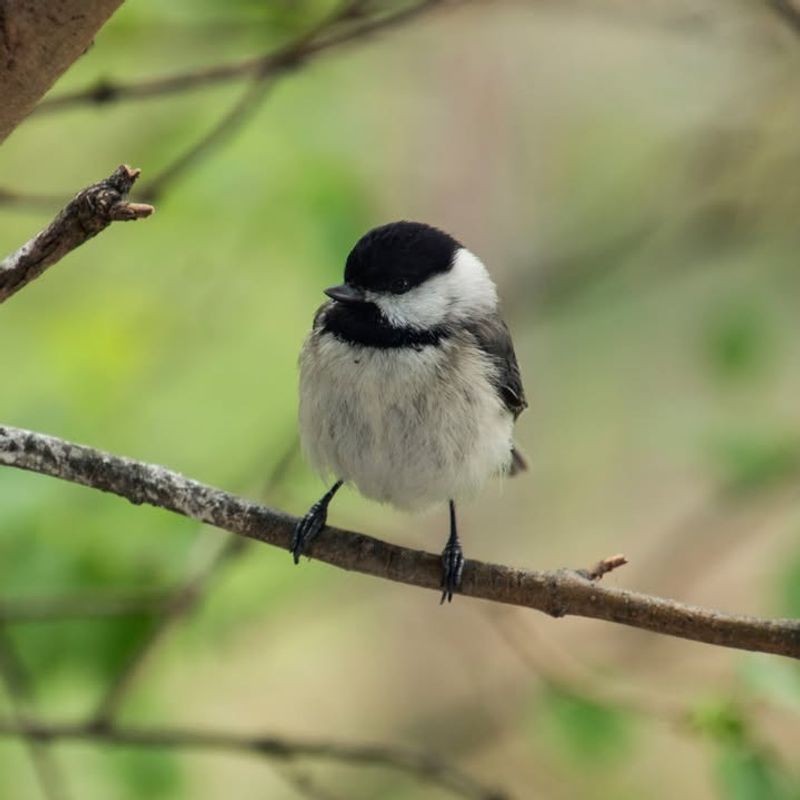 Carolina Chickadee