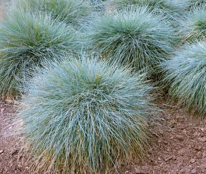Blue Fescue