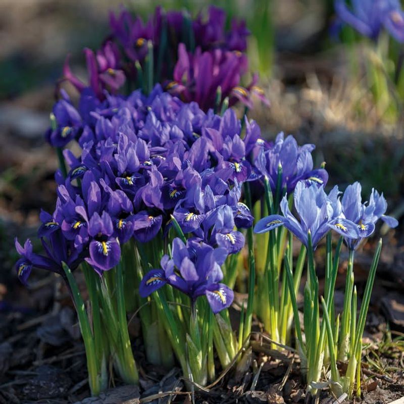 Iris Reticulata