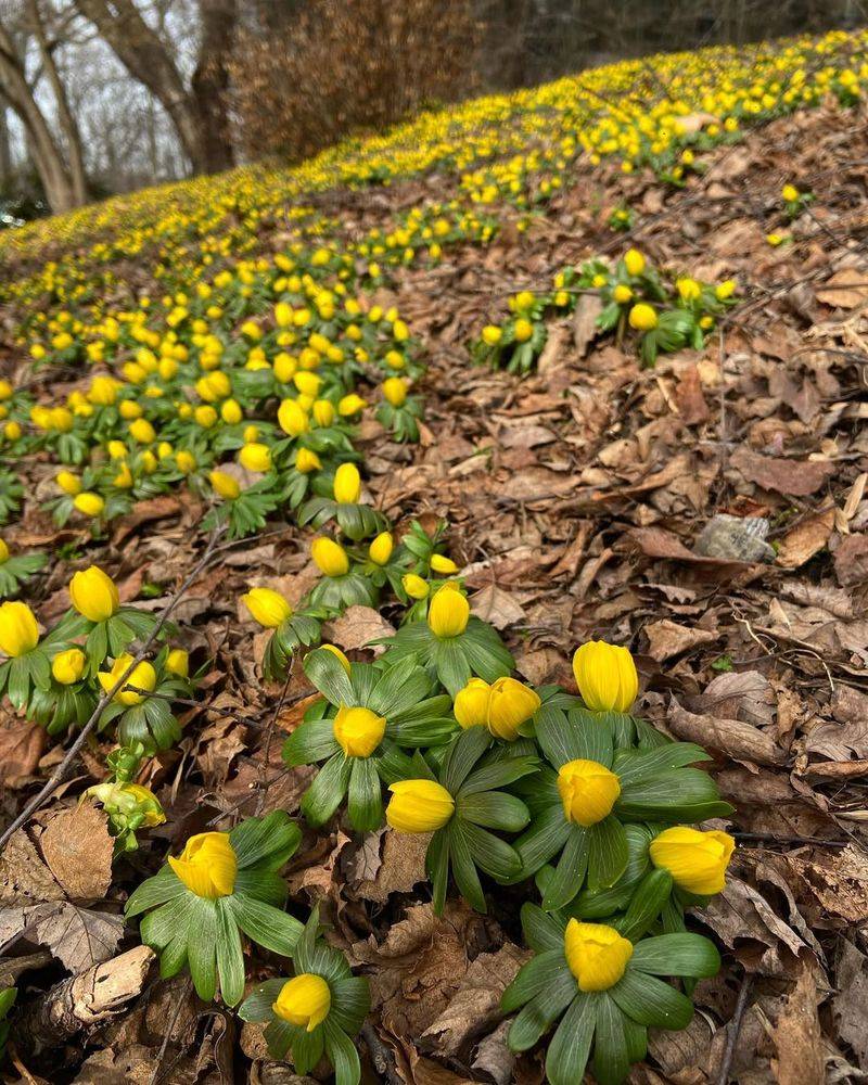 Winter Aconite (Eranthis hyemalis)