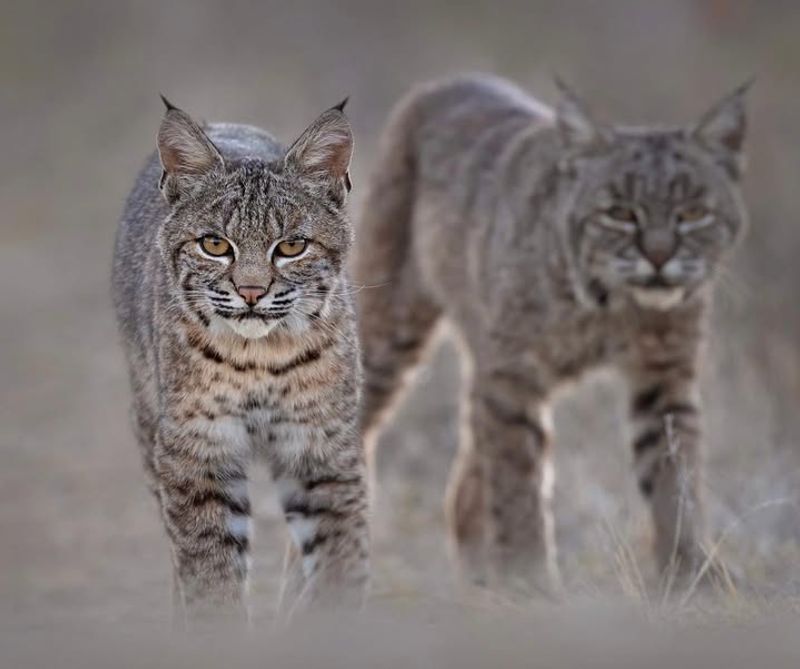 Bobcat Neighbors