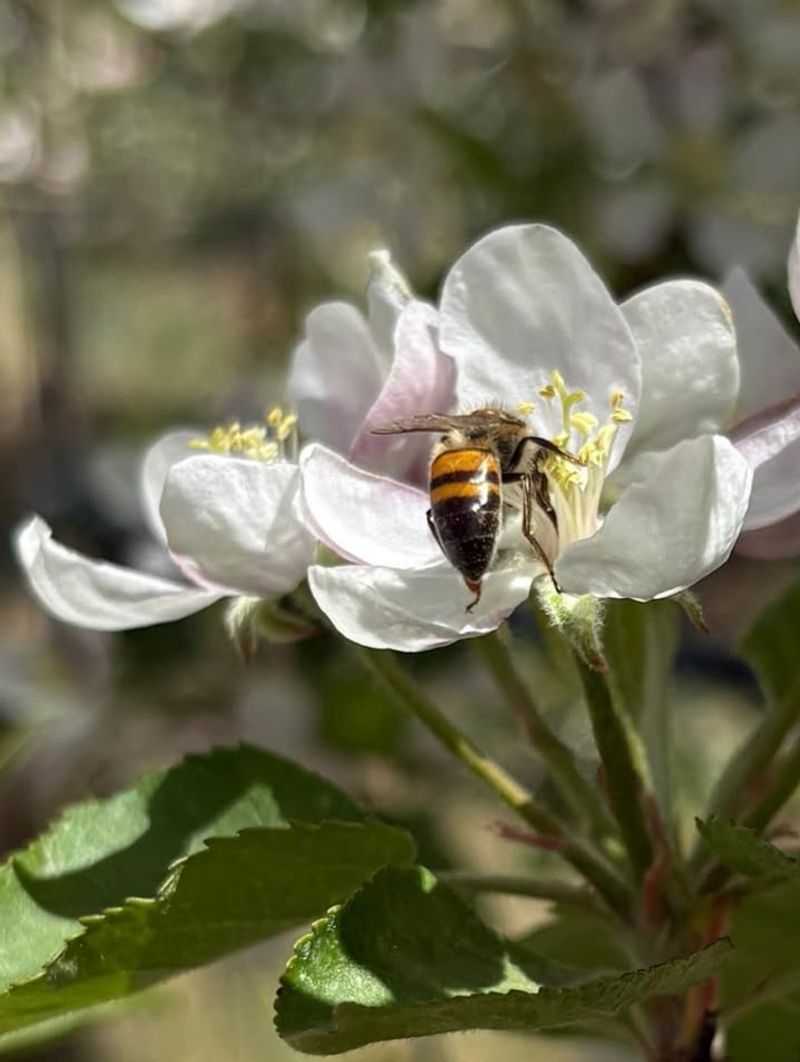 Boosting Pollination Success
