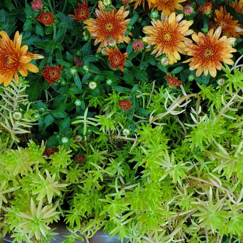 Bloom Timing And Quality Can Shift