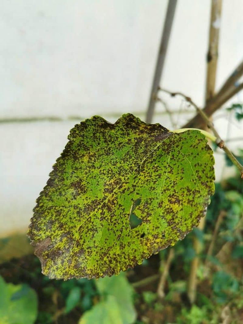 Pest Vulnerability