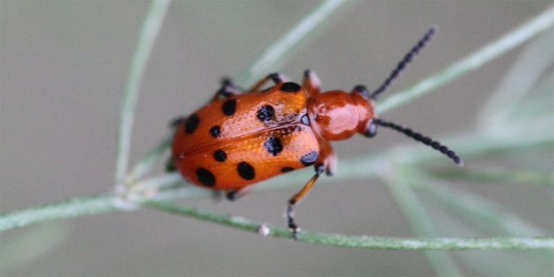 Shorter Days Limit Beetle Reproduction