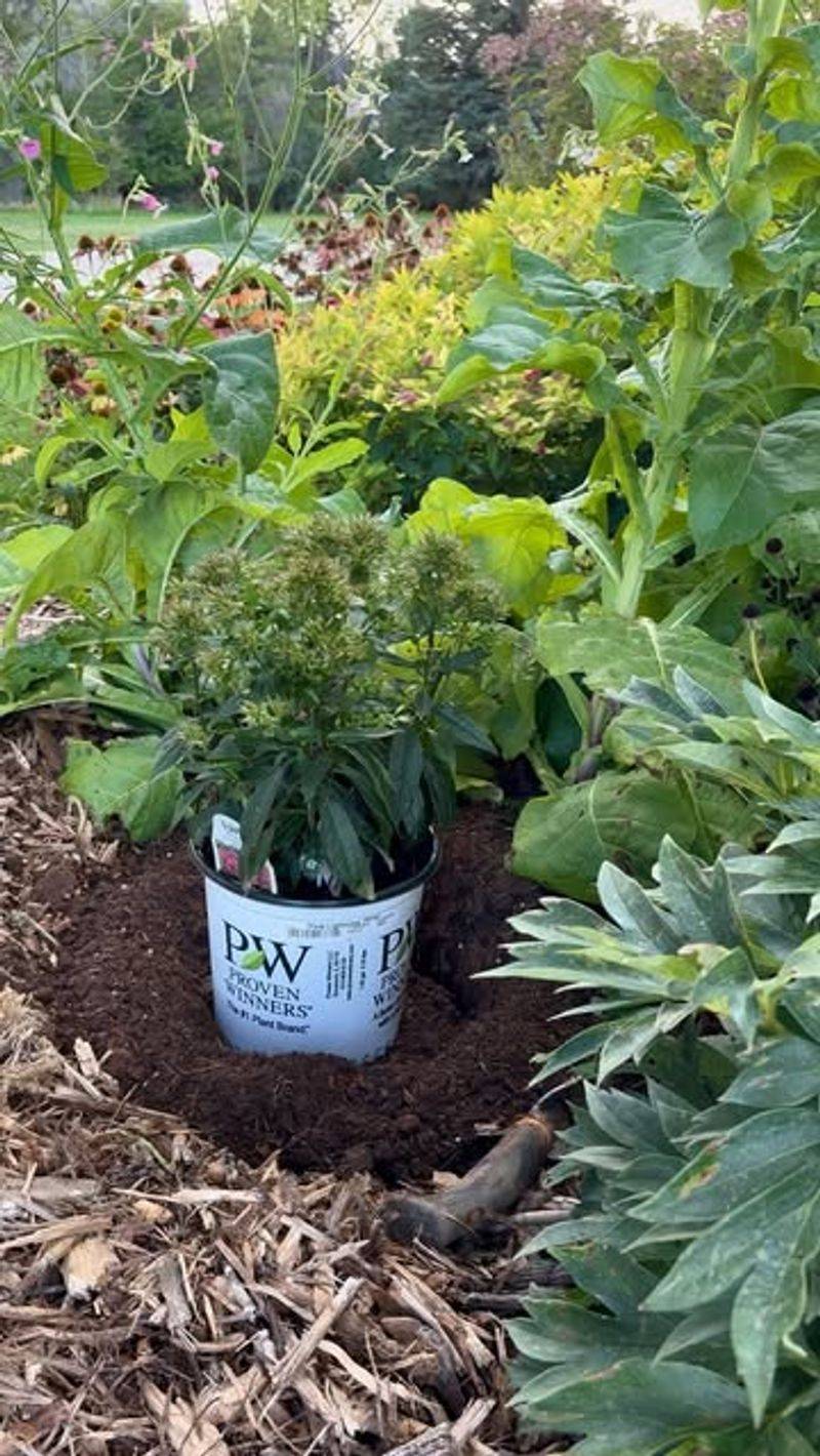 Choosing Cold-Hardy Perennial Varieties