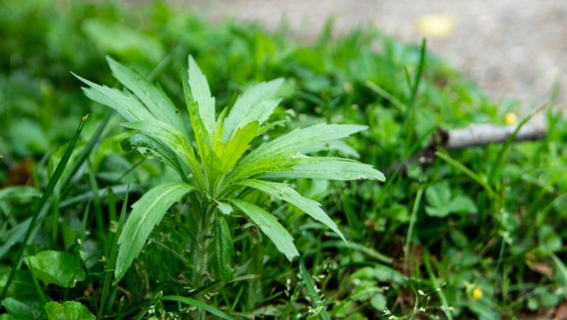 Kentucky's Climate Creates Two Weed Seasons