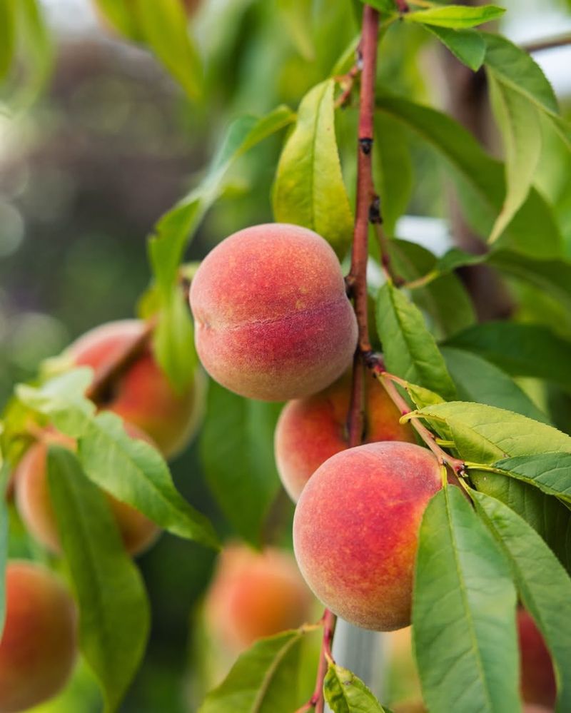 Choose Varieties That Thrive In Georgia's Climate