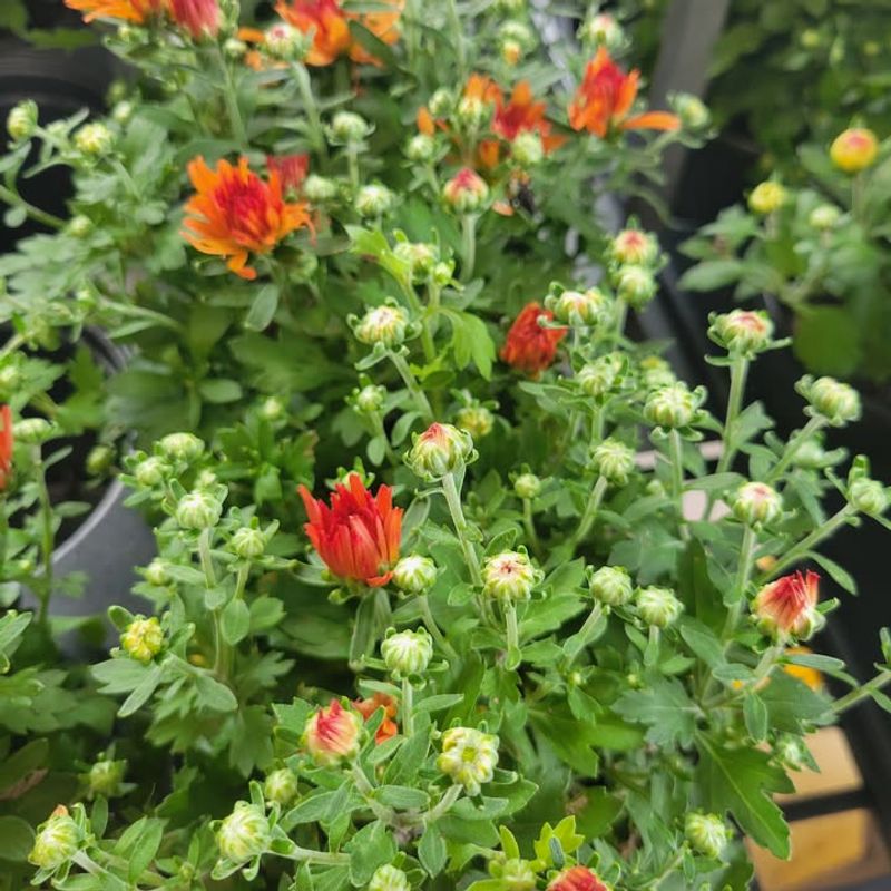 Organic Matter Builds Up Over Time