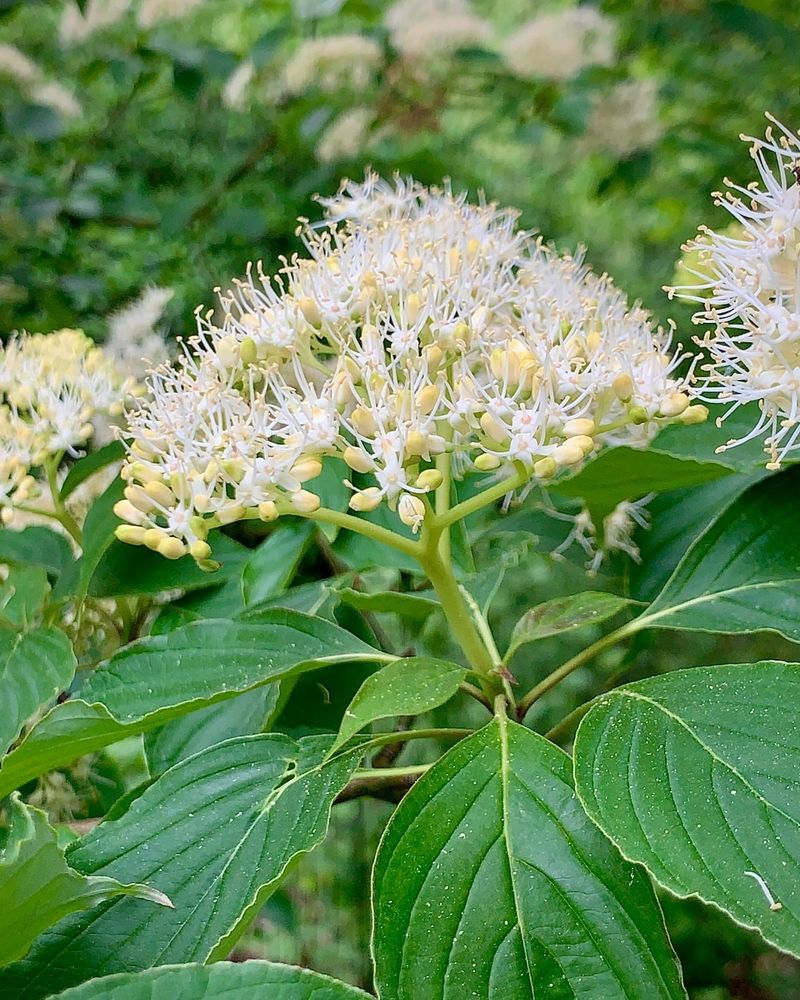 Pagoda Dogwood: Understory Tree for Structure