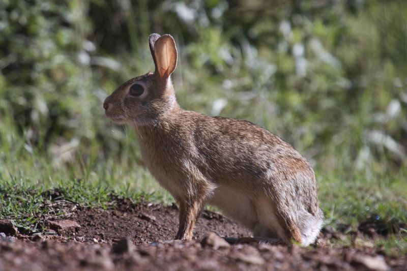Rabbits Hiding Among Bushes