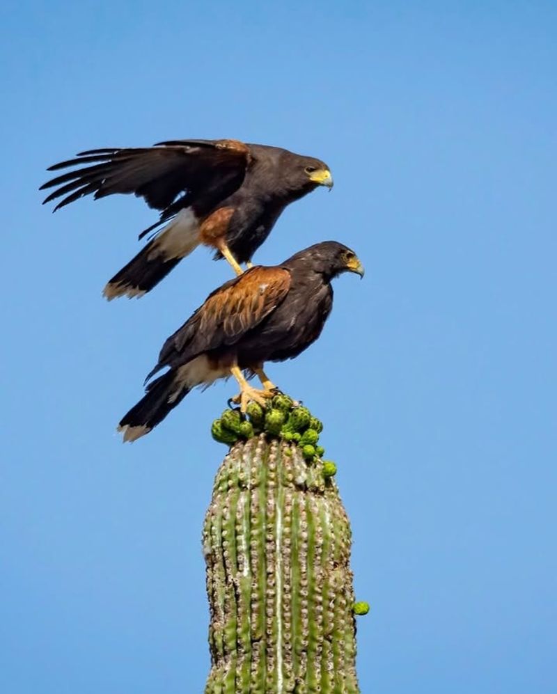 Harris's Hawks