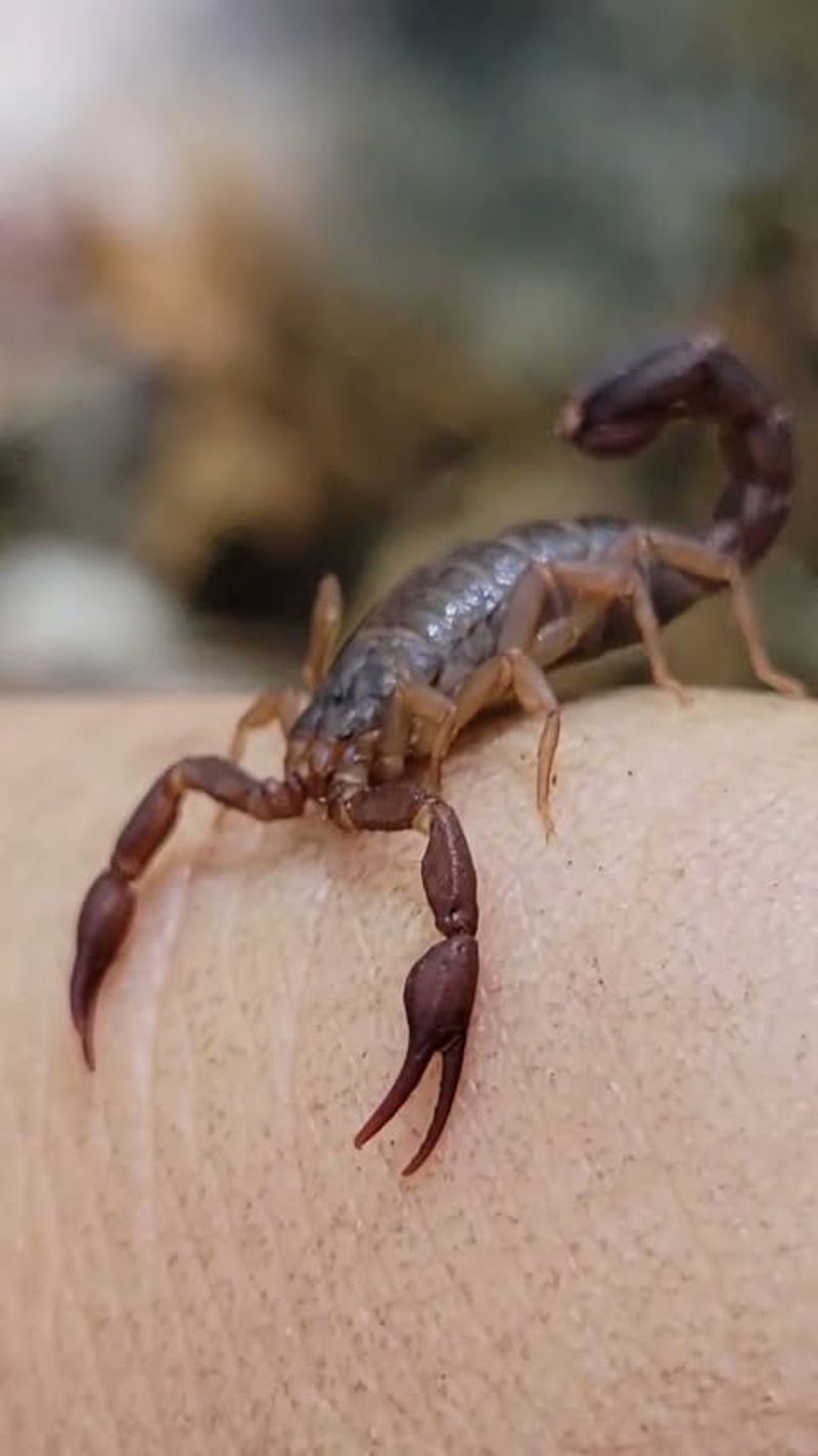 Scorpions