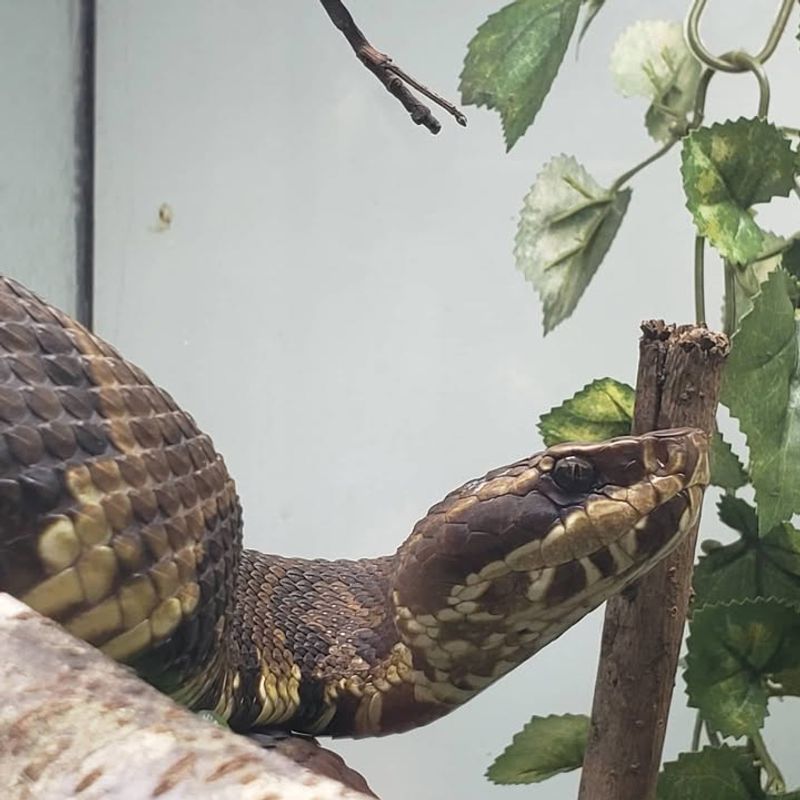 Eastern Cottonmouth