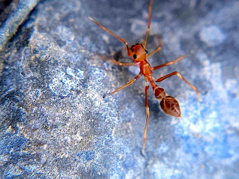 Tropical Fire Ant