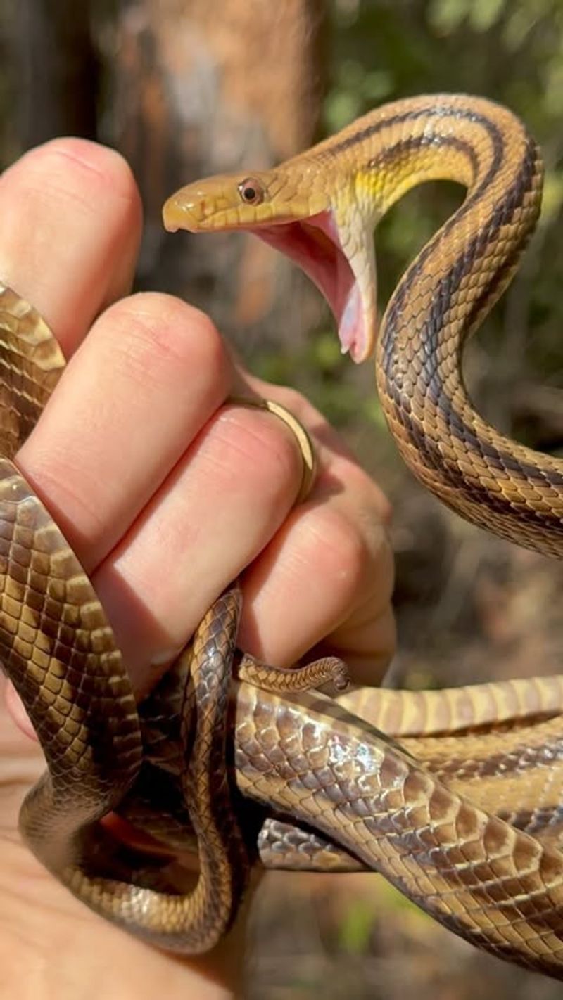 Yellow Rat Snake