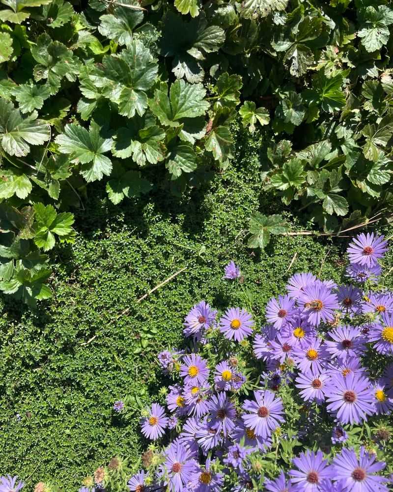Mulch Heavily To Suppress Volunteer Seedlings