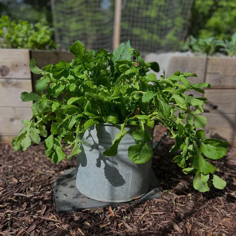 Cold-Loving Spinach