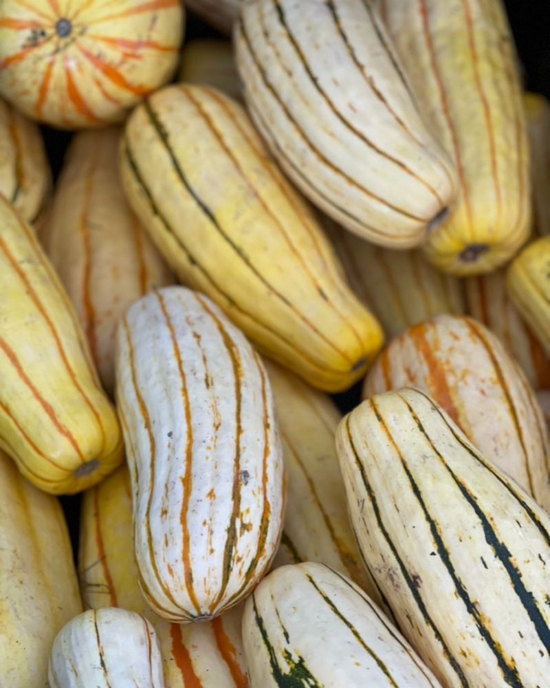Delicata Squash