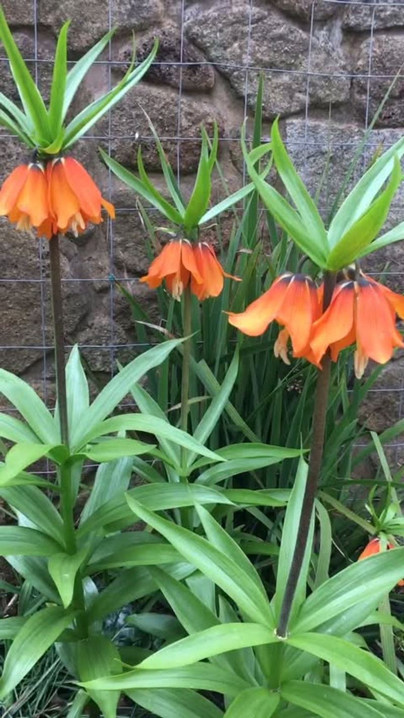 Fritillaria (Crown Imperial)