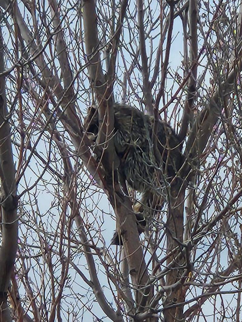 Raccoon Leaf Beds Provide Daytime Shelter