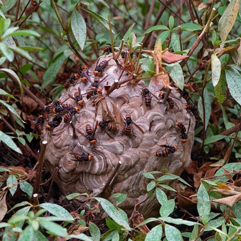 Wasp Or Hornet Nests