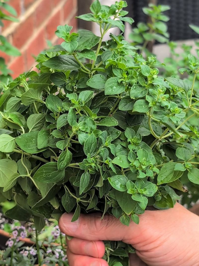 Oregano