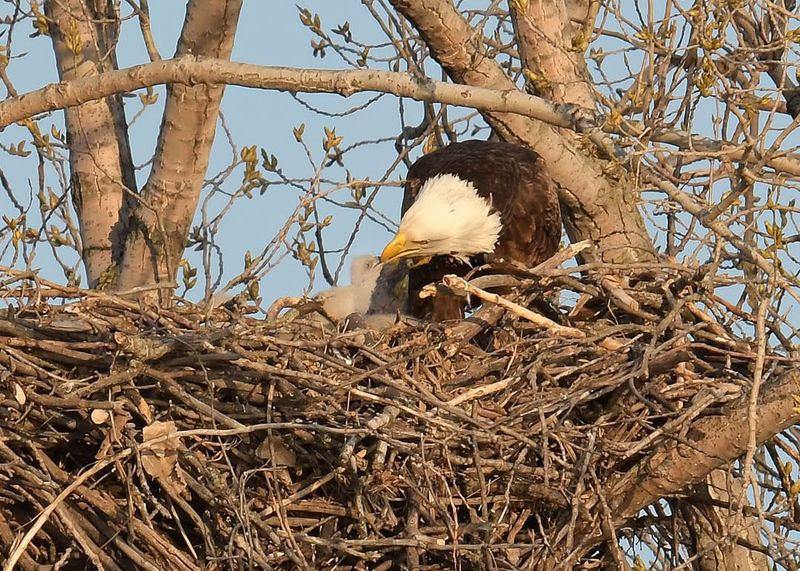 Trees During Nesting Season