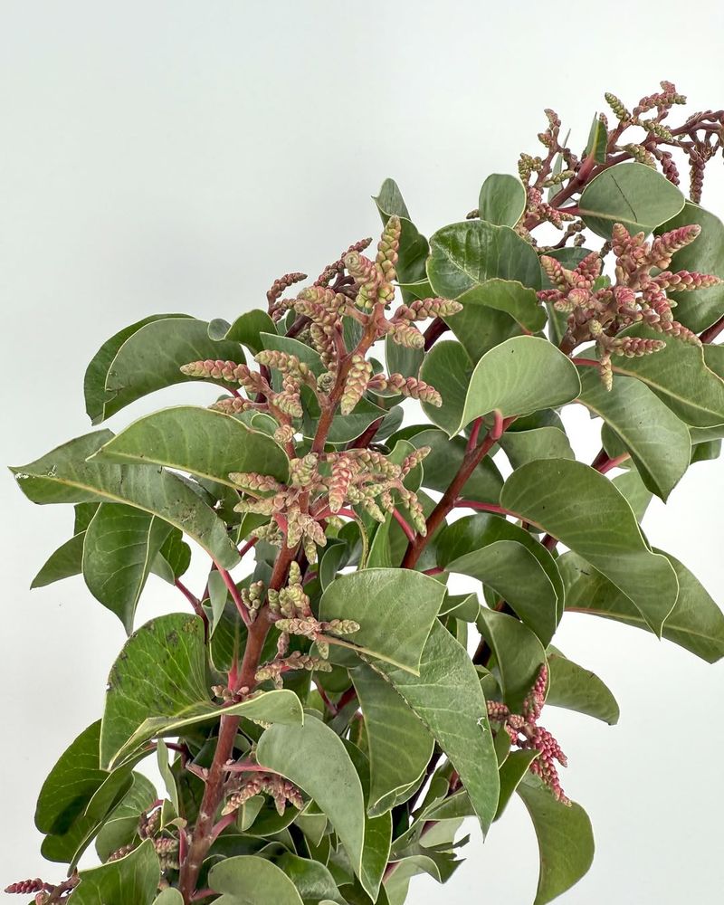 Sugarbush (Rhus ovata)