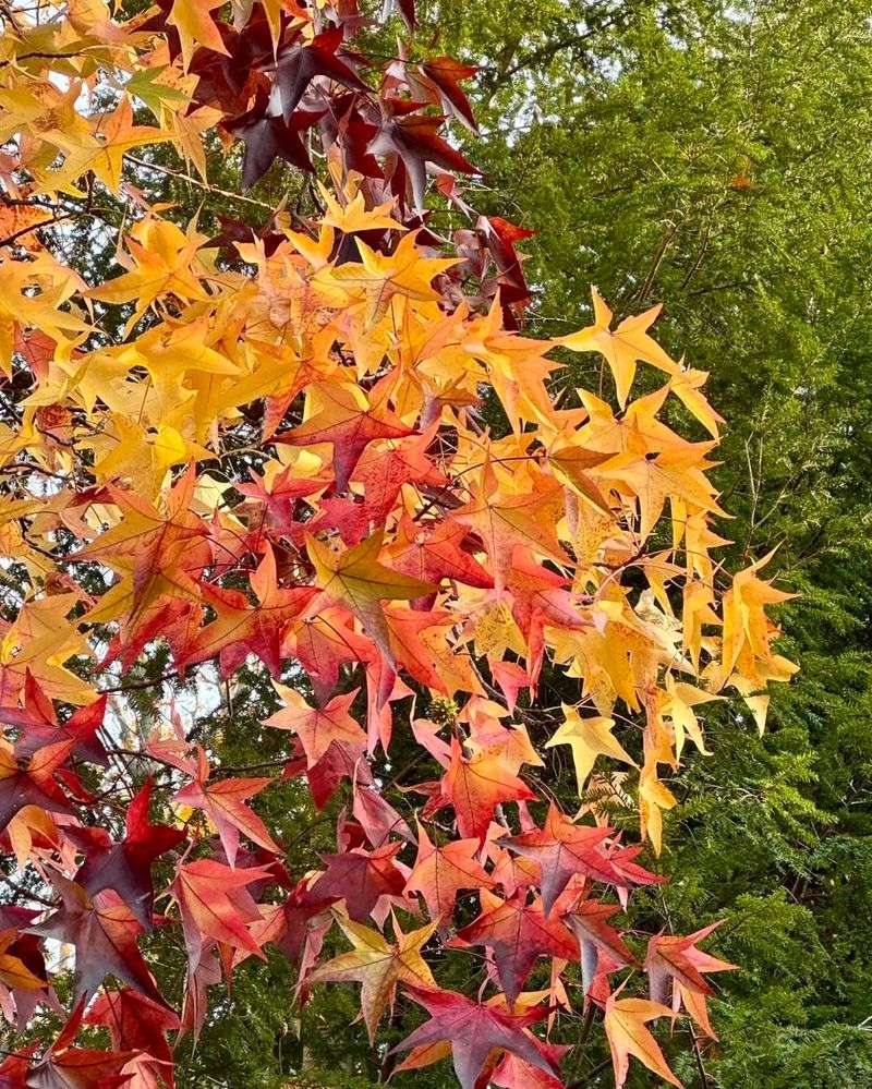 Sweetgum Shrub Form