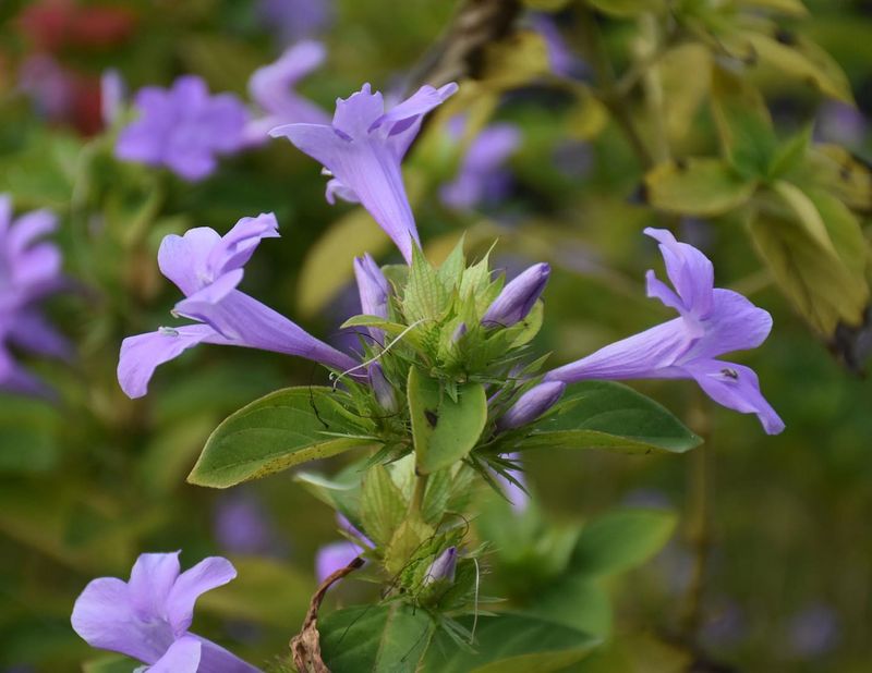 Philippine Violet