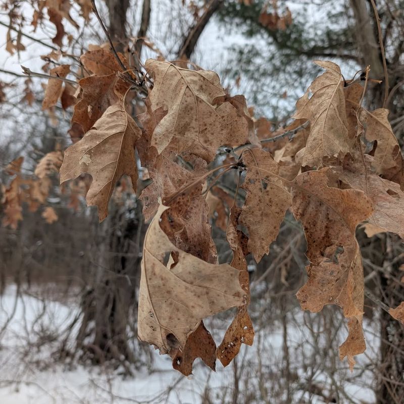 Natural Branch Die-Back And Dead Leaves