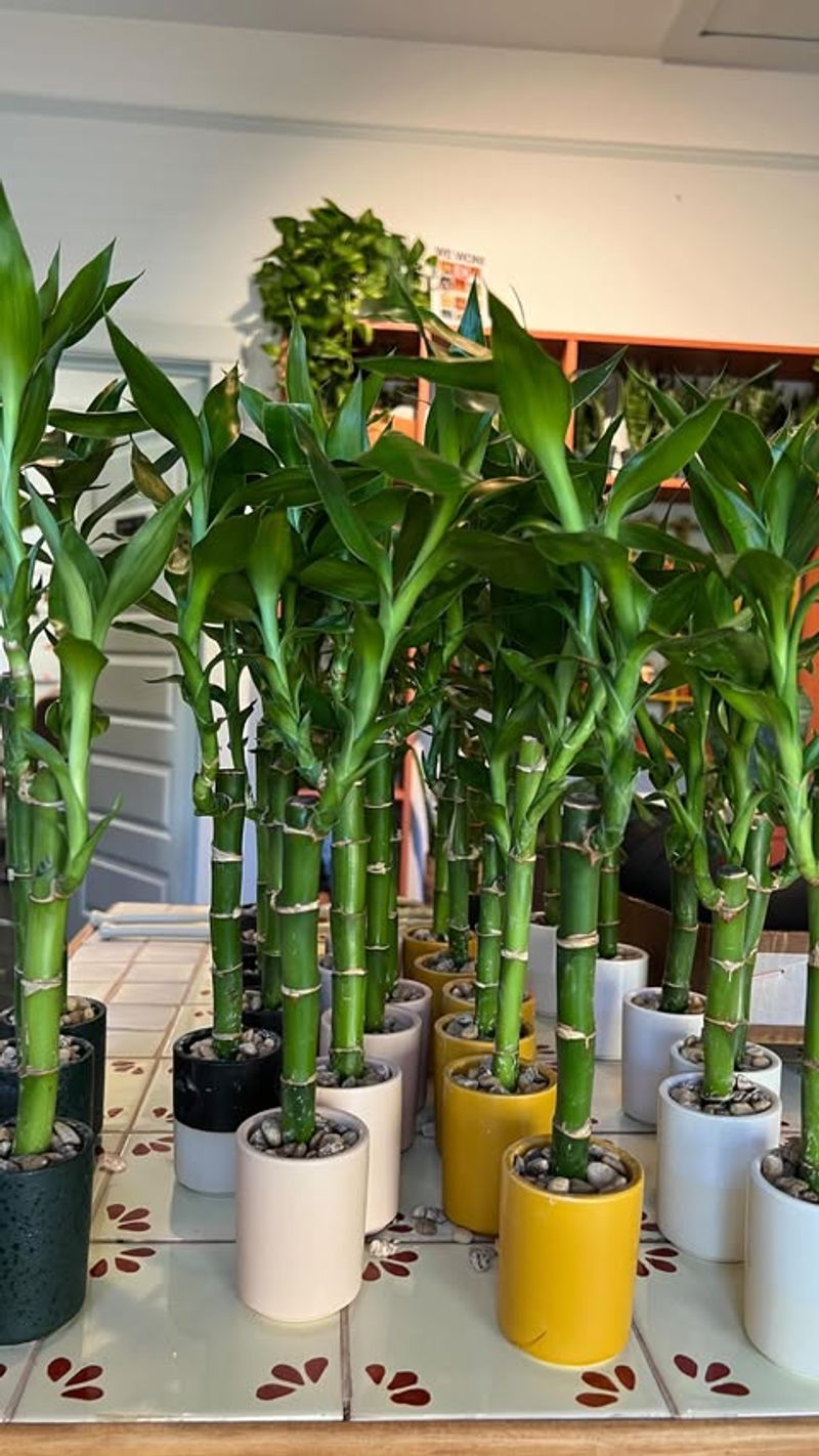 Lucky Bamboo