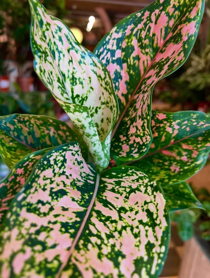 Aglaonema