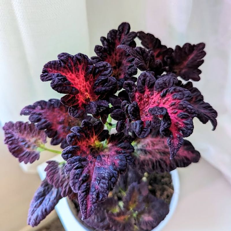 Coleus