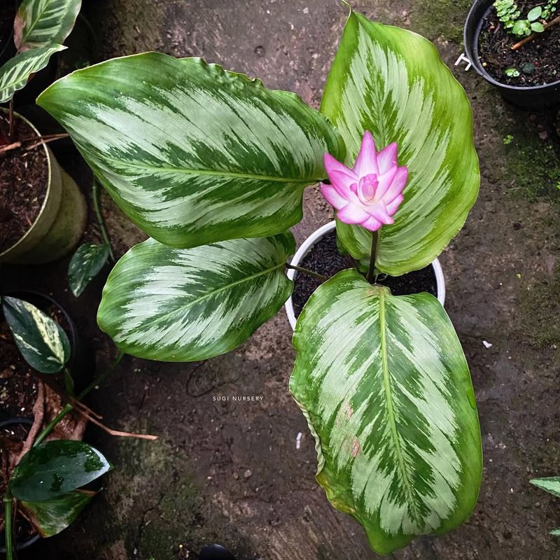 Calathea
