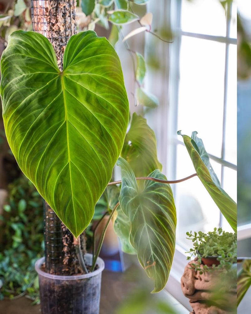Philodendron: Heart-Shaped Classic