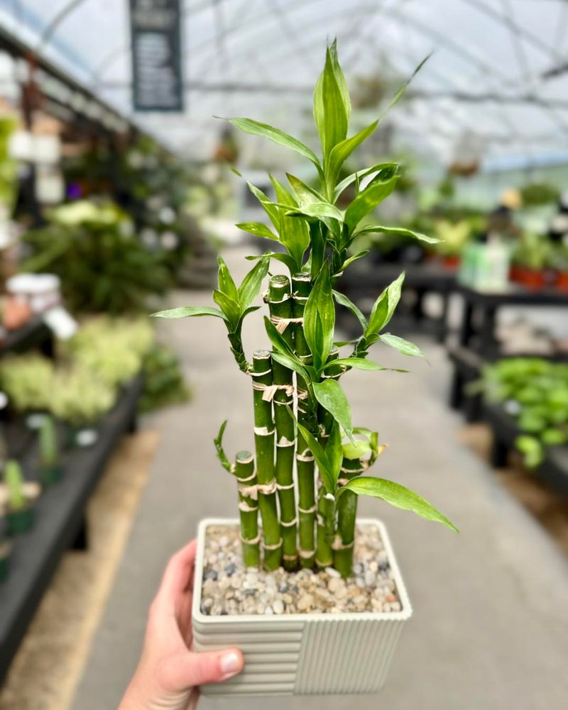 Lucky Bamboo (Dracaena sanderiana)