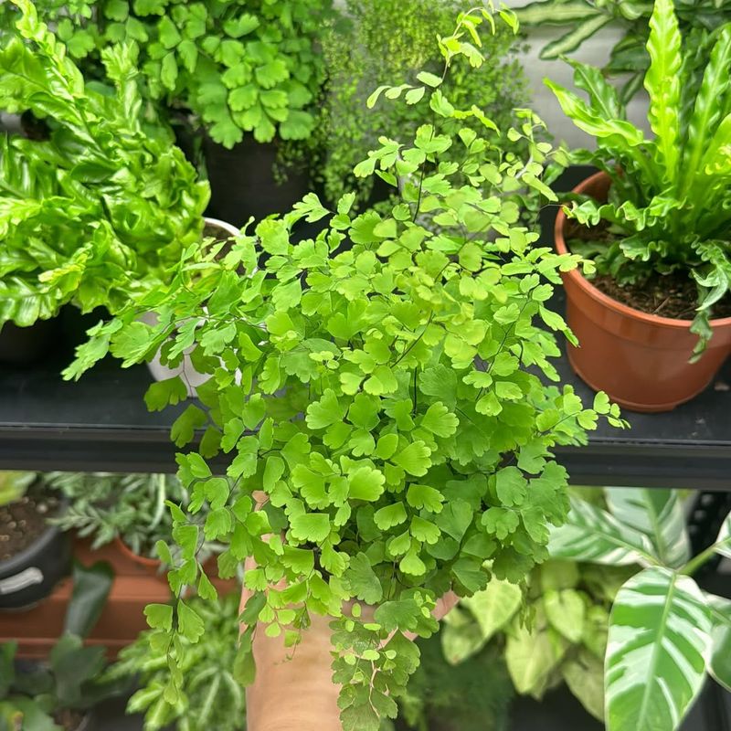 Maidenhair Fern (Adiantum)