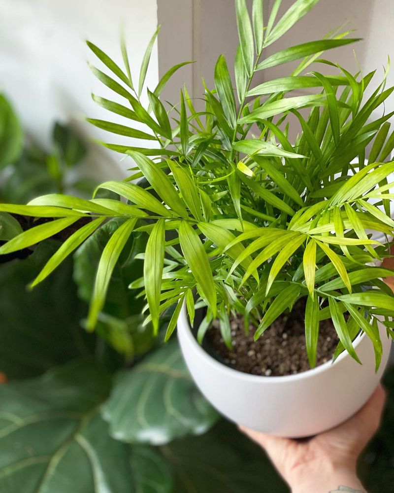 Parlor Palm (Chamaedorea elegans)