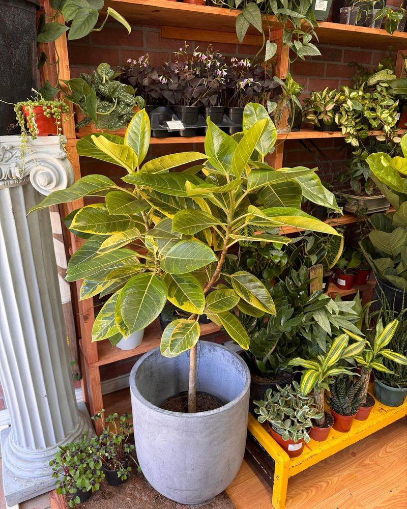 Rubber Plant (Ficus elastica)