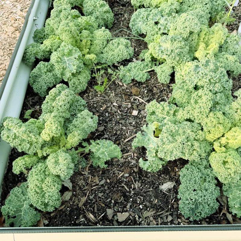 Kale
