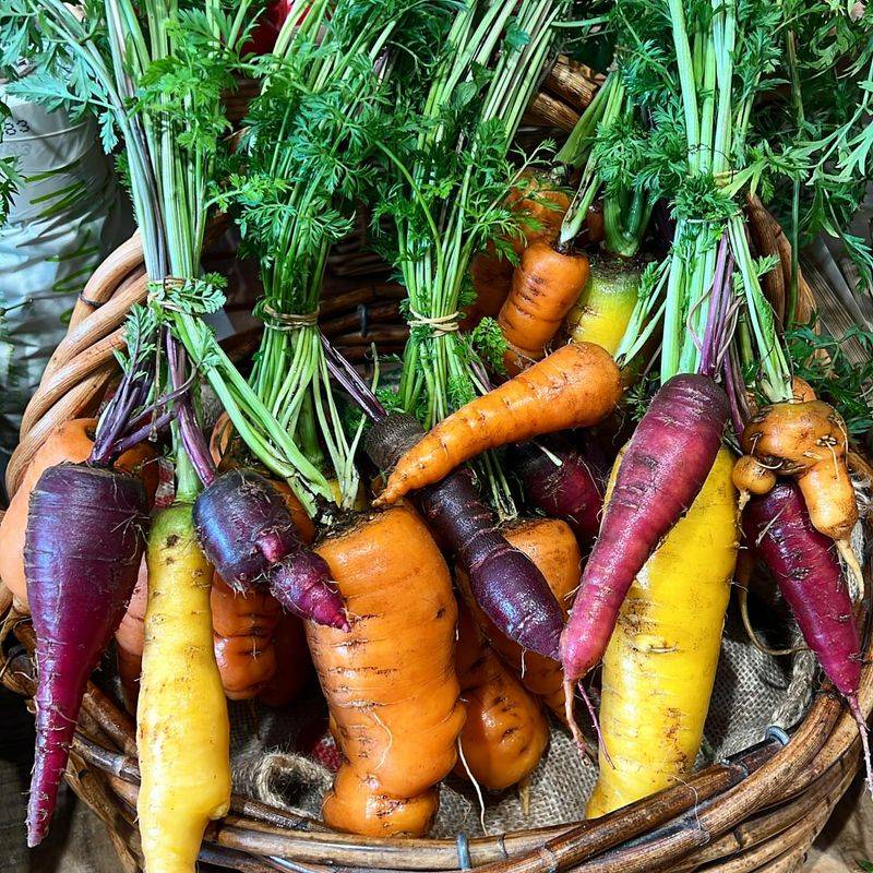 Carrots