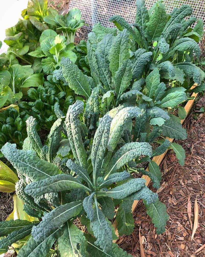 Kale