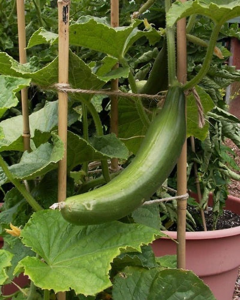 Cucumbers