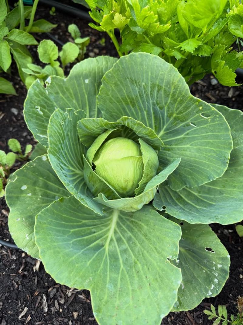 Cabbage