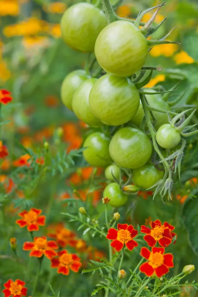 Marigolds And Tomatoes: A Natural Defense